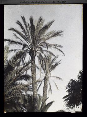 Image représentant Palmiers se détachant sur le ciel