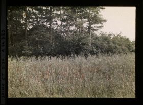 Image représentant Ile de France, Vallangoujard, Blé et Coquelicots