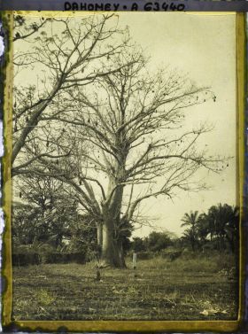 Image représentant Un baobab