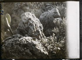 Image représentant le jardin