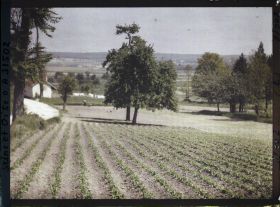 Image représentant France, Fontenay-Fleuri, Culture de petits pois N° 2