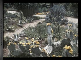 Image représentant Massif d'opuntias en fleurs, au bord d'un sentier rejoignant une allée