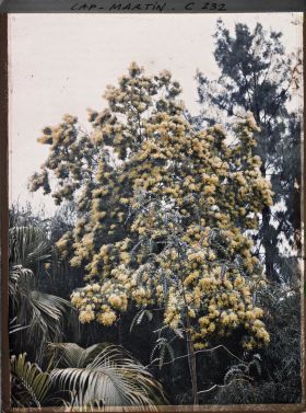 Image représentant Cap-Martin - Mimosas - Le Jardin -