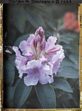 Image représentant Une fleur de rhododendron