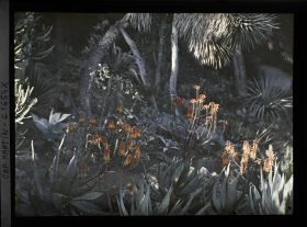 Image représentant Rayon de lumière à 19 heures sur diverses plantes exotiques en fleurs