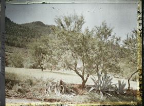 Image représentant Paysage au pied des monts de Tlemcen