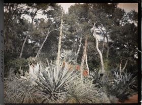 Image représentant Cap-Martin - Le Jardin