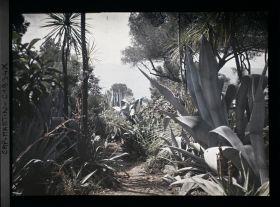Image représentant Agaves, dasylirion, cordylines et autres formant une végétation dense le long d'un sentier