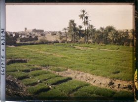 Image représentant Cultures de blé et d'oignons aux abords de la ville