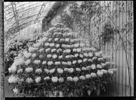 Image représentant Composition florale constituée de chrysanthèmes, dans une des serres adjacentes au jardin d'hiver
