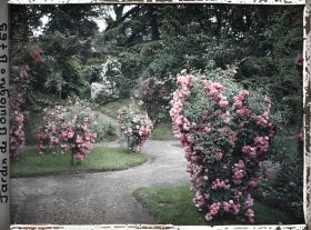 Image représentant Coin sud-est du verger-roseraie orné de rosiers en fleurs, situé à la limite du jardin japonais