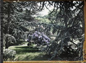 Image représentant la forêt bleue près du marais