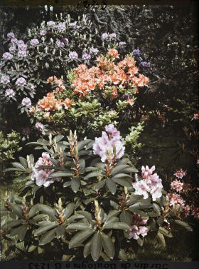 Image représentant Rhododendrons et azalées