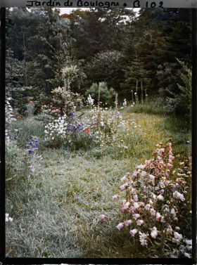 Image représentant Prairie en fleurs au coeur de la forêt dorée
