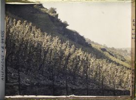 Image représentant Allemagne, Oberwesel, Effet de lumière sur vignes