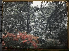 Image représentant Azalées près de la foret bleue, on devine le laboratoire à travers les branche des conifères