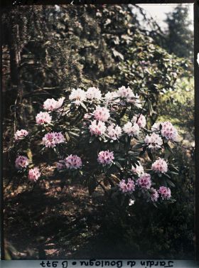 Image représentant Forêt bleue ou jardin japonais ?