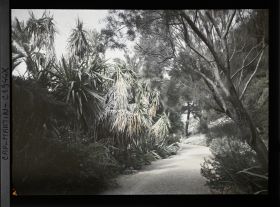 Image représentant Ensemble d'arbustes, palmiers, cordylines, yuccas et autres,au bord d'une allée menant à la villa Kahn