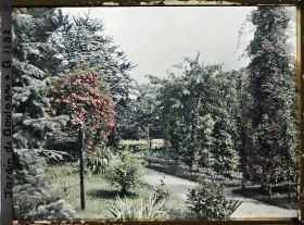 Image représentant Le verger roseraie vu depuis la forêt bleue