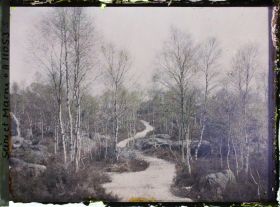 Image représentant France, Fontainebleau, Forêt de Fontainebleau