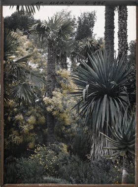 Image représentant Cap-Martin - Mimosas - Le Jardin