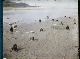 Image représentant Site palafittique préhistorique des Alpes, pieux en bois visibles lors de la baisse des eaux après la grande sécheresse de 1921 sur le lac de Neuchâtel