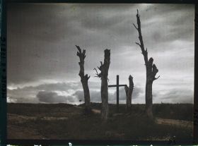 Image représentant France, Esnes, Arbres déchiquetés par les Obus même sujet à Contre Jour