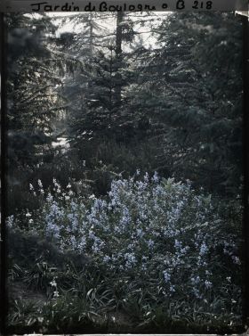 Image représentant Jacinthes des bois dans la forêt bleue