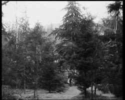 Image représentant Déplacement de gros arbres dans le parc