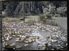 Image représentant Nénuphars en fleurs dans un " étang " du marais, vu vers le sud-est