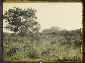 Image représentant Paysage de forêt