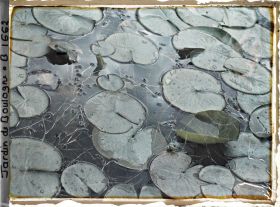 Image représentant Sur l'étang, grenouilles et feuilles de nénuphars