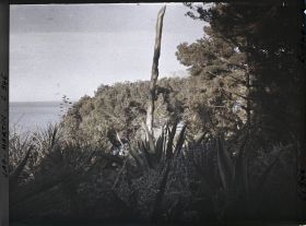 Image représentant Le Jardin (matin)