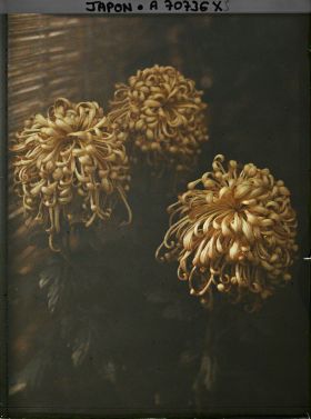 Image représentant Exposition de chrysanthèmes