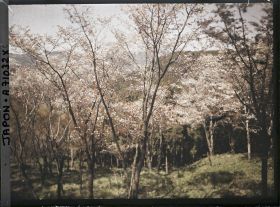 Image représentant Collines et cerisiers en fleurs