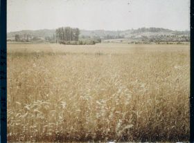 Image représentant France, Cery-Salsogne, Champ de blé sous le Village