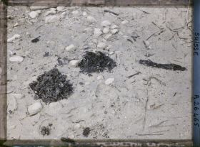 Image représentant Site palafittique préhistorique des Alpes, pieux en bois visibles lors de la baisse des eaux après la grande sécheresse de 1921