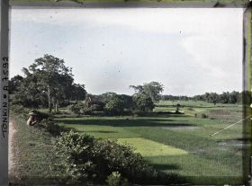 Image représentant Des semis de riz en pépinières le long du chemin qui borde le Fleuve Rouge
