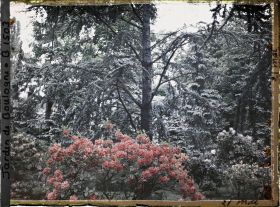 Image représentant Azalées près de la foret bleue, on devine le laboratoire à travers les branche des conifères