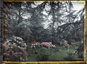 Image représentant Azalées dans la forêt bleue