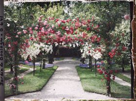 Image représentant Axe central du verger-roseraie vu depuis le second carrefour avant la dépendance