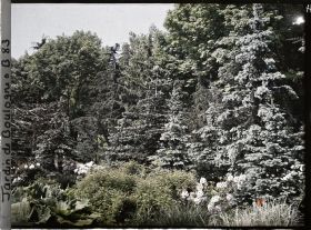 Image représentant Epicéas et cèdres de la forêt bleue entourant le marais