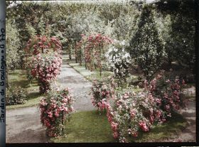 Image représentant Parterre de rosiers tiges et allée fleurie menant à la forêt bleue, à l'est du verger-roseraie