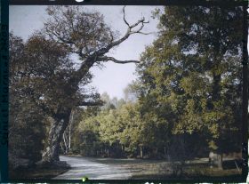 Image représentant Forêt