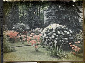 Image représentant Azalées et rhododendrons
