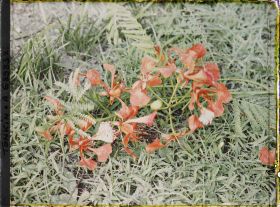 Image représentant Un rameau de flamboyant en fleurs, coupé