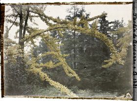 Image représentant Lisière arborée du " jardin chinois " aux abords d'une maison, cadrée par des branches de ginkgos