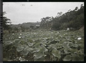Image représentant Champ de lotus