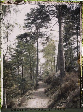 Image représentant France, Fontainebleau, Forêt de Fontainebleau