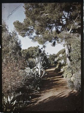 Image représentant Une allée de plantes exotiques